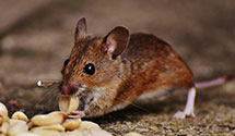 24 Hour & Emergency Exterminators in Martinsville, NJ